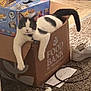black_and_white, cardboard_box, carpet, cat, collar, curious, domestic_animal, feline, floor, food_bank_box, household, indoor, papers, pet, relaxed, resting, shoe, tail, wall, wooden_chair_legs