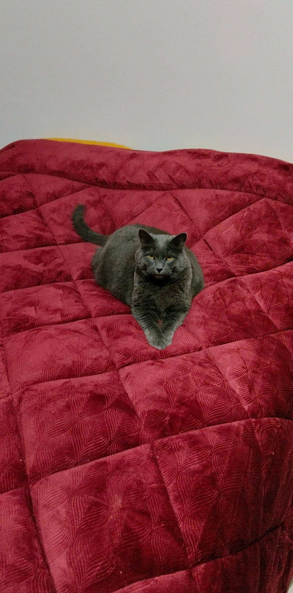 Luigi a rejoint le concours — aidez-le/la à gagner de superbes lots ! carnivore, cat, comfort, felidae, fur, grey, linens, magenta, pattern, sleeve, small_to_medium_sized_cats, tail, terrestrial_animal, whiskers, wood