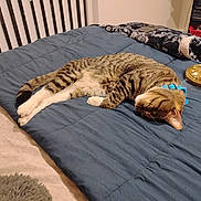 Henry joined the competition — help win amazing prizes! cat, tabby_cat, sleeping, bed, blue_collar, comforter, lamp, indoor, furniture, striped_fur, relaxation, nap, cozy, domestic_cat, striped_tail, fur, whiskers, paws, resting, home