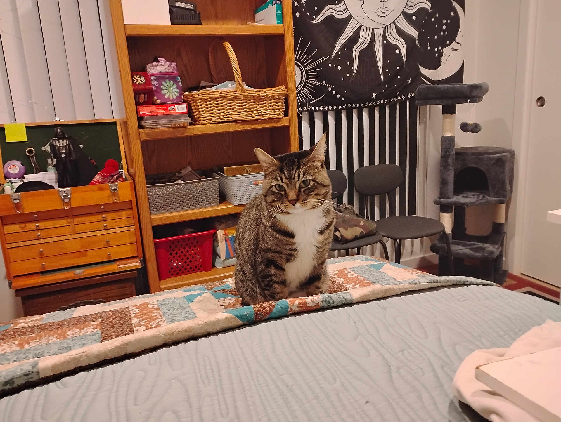 Henry is registered to the contest to win money with this photo: tabby_cat, cat, bed, quilt, patchwork, sitting, furniture, shelf, basket, chair, cat_tree, tapestry, sun, moon, indoor, room, decor, cozy, pet, domestic