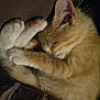 animal, blanket, cat, close_up, comfort, cozy, curled_up, cute, feline, fur, indoors, kitten, nap, orange_tabby, paw, pet, resting, sleeping, soft_light, whiskers