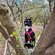 Yuumi joined the competition — help win amazing prizes! animal, black_and_white_cat, branch, cat, clouds, curious, daylight, feline, garden, leaves, looking_up, nature, outdoor, pet, pink_harness, sky, spring, tree, trunk, young_plant
