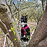 animal, black_and_white_cat, branch, cat, clouds, curious, daylight, feline, garden, leaves, looking_up, nature, outdoor, pet, pink_harness, sky, spring, tree, trunk, young_plant
