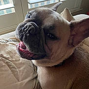 Louie joined the competition — help win amazing prizes! animal, closeup, companion, cozy, cushion, cute, dog, ears, face, french_bulldog, fur, happy, indoor, light, nose, pet, resting, smiling, tongue, window