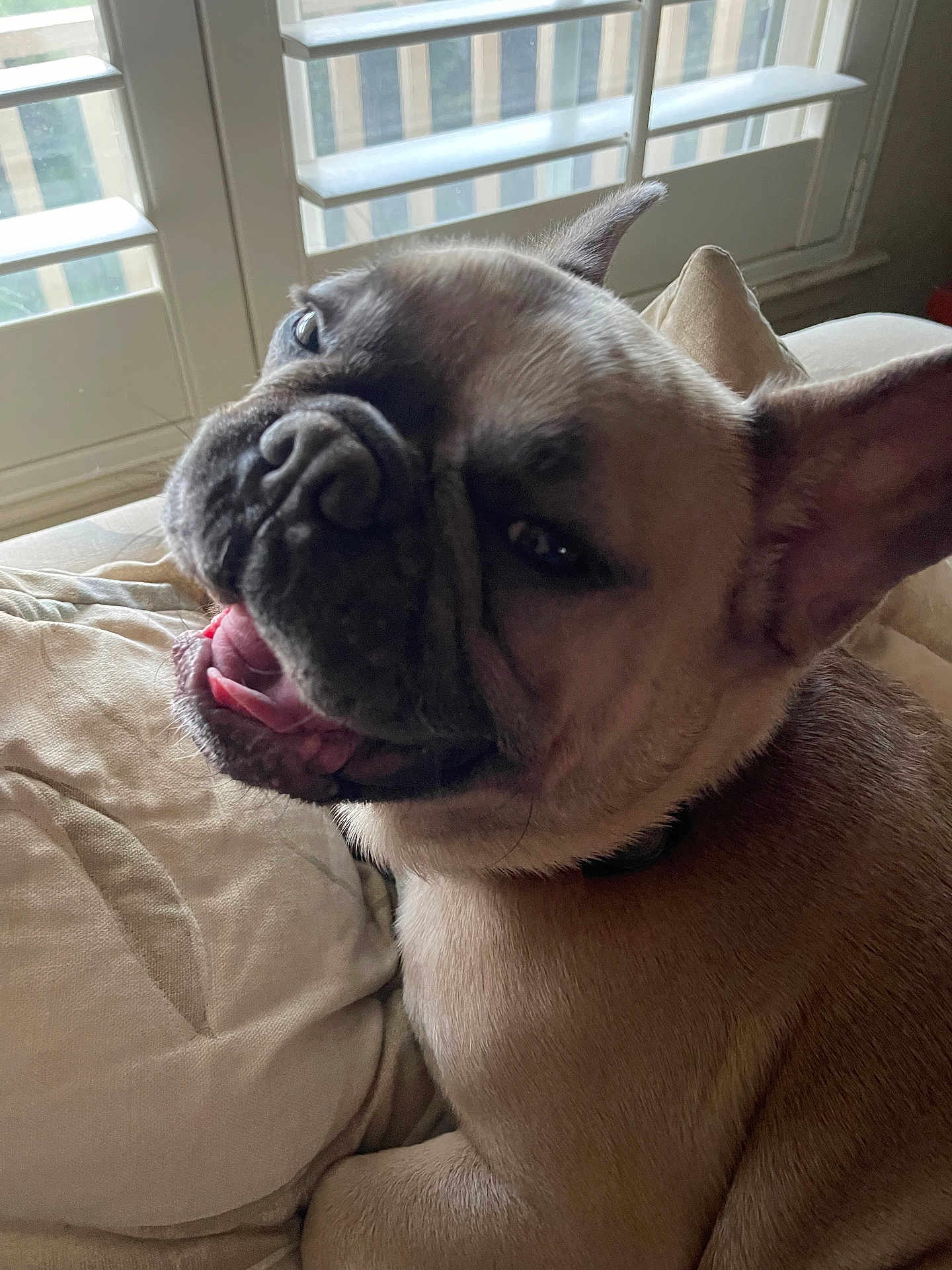 Louie