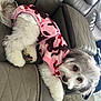 Chloe joined the competition — help win amazing prizes! animal, camouflage, canine, cozy, curious, cute, dog, fashion, fluffy, fur, gray_ears, indoor, leather_couch, paw, pet, pink_clothing, portrait, puppy, resting, white_fur