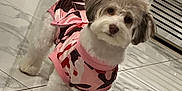 Chloe is registered to the contest to win money with this photo: animal, camouflage, clothing, companion, curious, cute, dog, floor, fluffy, fur, indoor, marble, metal_vent, pet, pink, shadow, small_dog, standing, sweater, tile