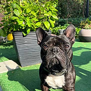 Snoopy participe au concours pour gagner de l'argent avec cette photo : animal, collar, cute, daylight, dog, ears, face, french_bulldog, garden, grass, greenery, lemon, nature, outdoor, pet, plant, portrait, pot, shadow, sunlight