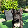 animal, collar, cute, daylight, dog, ears, face, french_bulldog, garden, grass, greenery, lemon, nature, outdoor, pet, plant, portrait, pot, shadow, sunlight