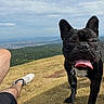 Snoopy participe au concours pour gagner de l'argent avec cette photo : black_dog, clouds, date, daytime, dog, french_bulldog, grass, hill, leash, legs, nature, notifications, outdoor, person, relaxing, sky, smartphone_lock_screen, sneakers, time, tongue_out