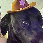 Apollo joined the competition — help win amazing prizes! dog, black_dog, cowboy_hat, hat, star, pet, animal, close_up, portrait, indoors, black_fur, floppy_ears, brown_eyes, side_eye, cute, funny, costume, accessory, head, pet_photography