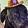 Apollo
