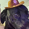 dog, black_dog, cowboy_hat, hat, star, pet, animal, close_up, portrait, indoors, black_fur, floppy_ears, brown_eyes, side_eye, cute, funny, costume, accessory, head, pet_photography