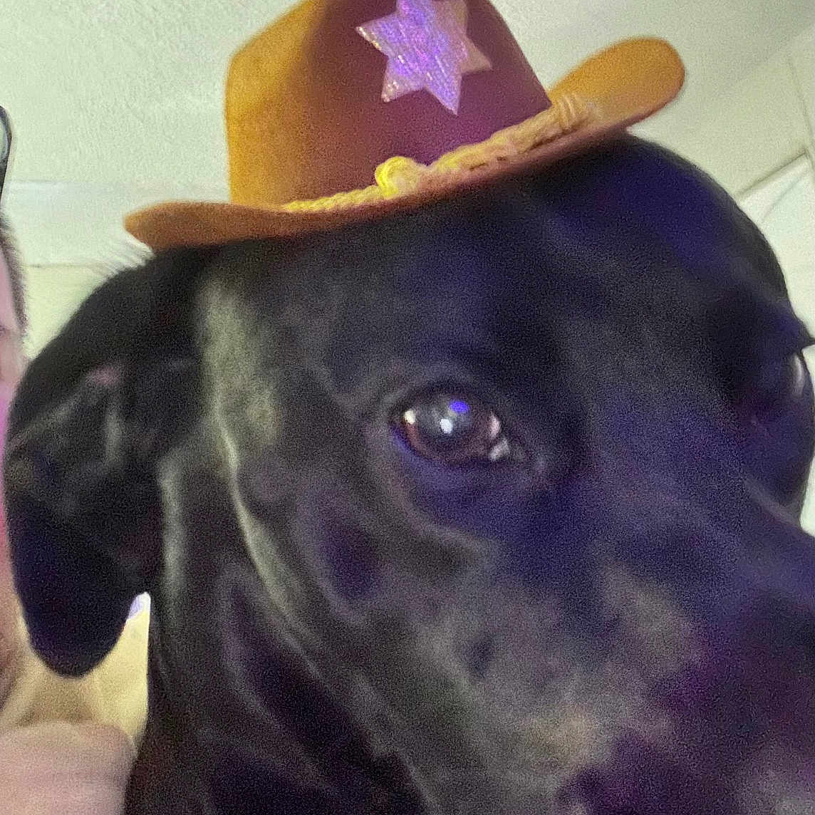 Apollo joined the competition — help win amazing prizes! dog, black_dog, cowboy_hat, hat, star, pet, animal, close_up, portrait, indoors, black_fur, floppy_ears, brown_eyes, side_eye, cute, funny, costume, accessory, head, pet_photography