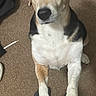 Lucas is registered to the contest to win money with this photo: dog, pet, canine, white_fur, black_markings, brown_markings, sitting, front_paws, paws, large_eyes, black_nose, upright, indoor, carpet, home, close_up, portrait, funny, alert, animal