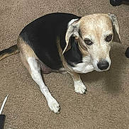 Lucas is registered to the contest to win money with this photo: dog, pet, canine, tri_color, short_hair, floppy_ears, brown, black, white, sitting, indoors, carpet, floor, portrait, looking_at_camera, eyes, nose, paws, household, shoe