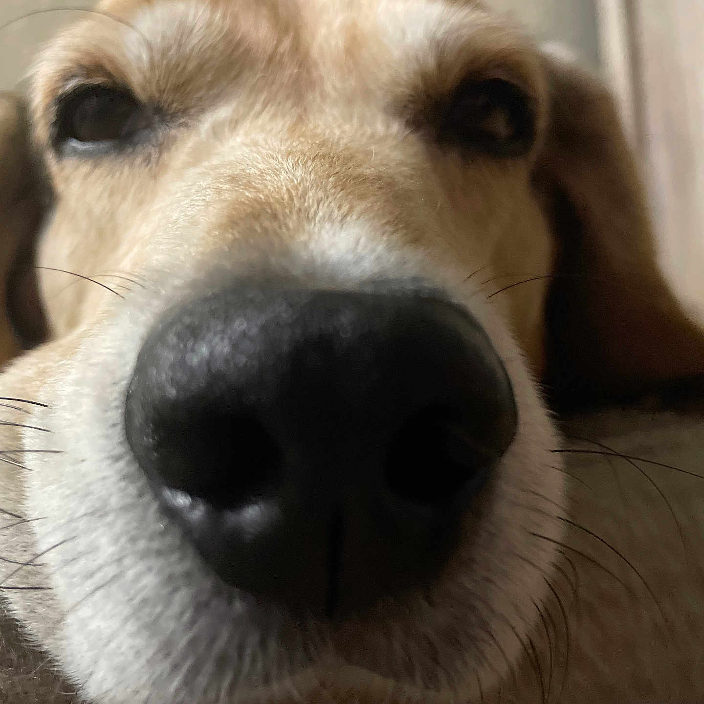 Lucas joined the competition — help win amazing prizes! dog, puppy, close_up, nose, snout, floppy_ears, fur, brown_and_white, animal, pet, portrait, face, whiskers, eyes, curious, indoors, couch, soft_lighting, photography, funny