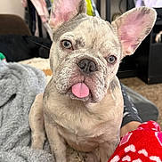 Frecklez is registered to the contest to win money with this photo: french_bulldog, puppy, dog, blue_eyes, tongue_out, pet, animal, indoor, blanket, cozy, cute, fur, ears, sitting, close_up, domestic_animal, companion, adorable, carpet, home