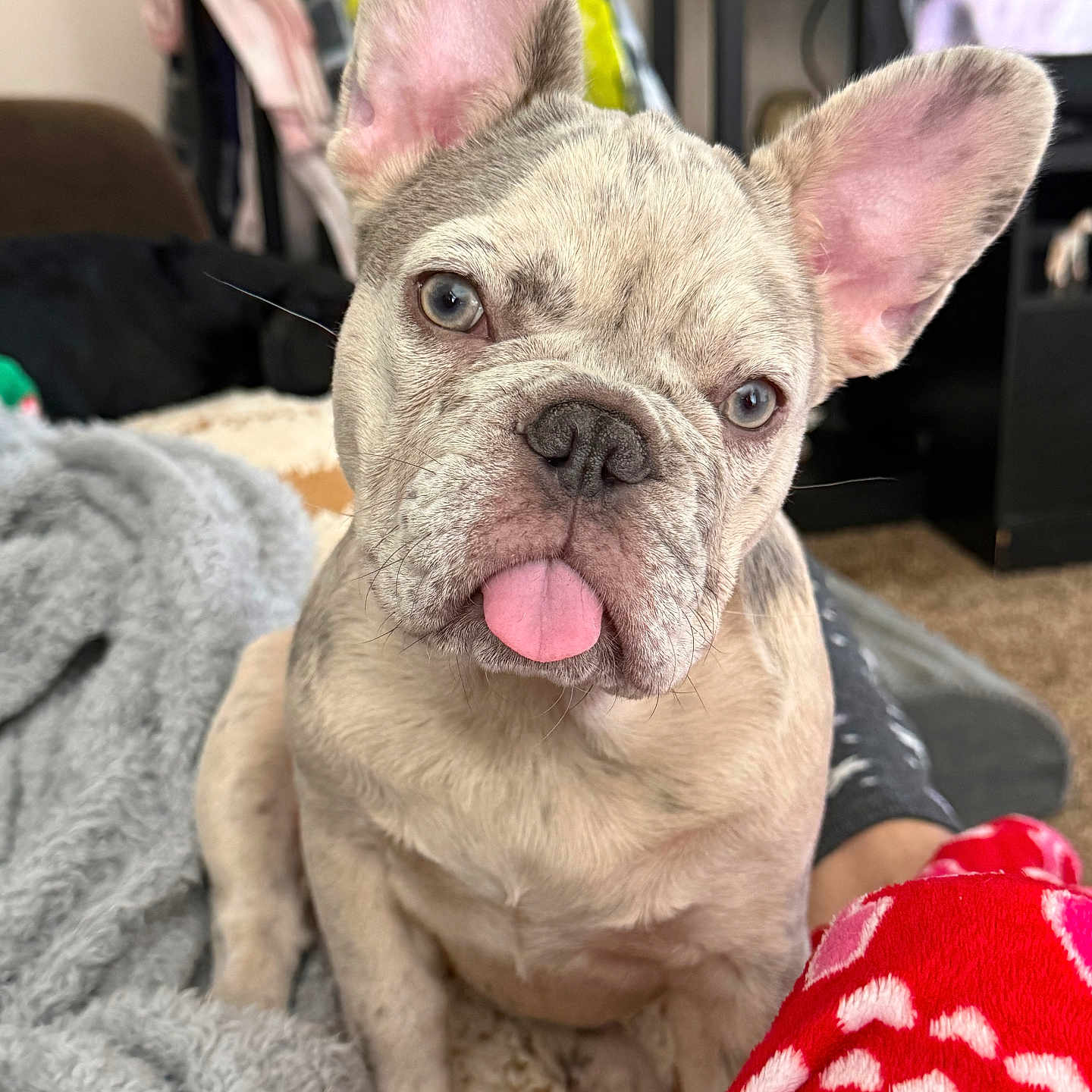 Frecklez is registered to the contest to win money with this photo: adorable, animal, blanket, blue_eyes, carpet, close_up, companion, cozy, cute, dog, domestic_animal, ears, french_bulldog, fur, home, indoor, pet, puppy, sitting, tongue_out
