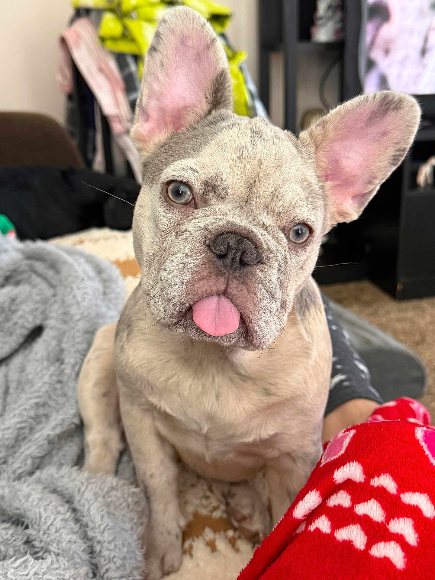Frecklez is registered to the contest to win money with this photo: french_bulldog, puppy, dog, blue_eyes, tongue_out, pet, animal, indoor, blanket, cozy, cute, fur, ears, sitting, close_up, domestic_animal, companion, adorable, carpet, home