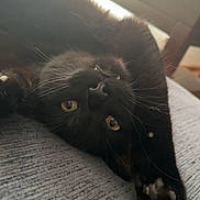 Frankie is registered to the contest to win money with this photo: bed, black_cat, blanket, cat, closeup, couch, cozy, feline, fur, home_furniture, indoor, paw, pet, playful, portrait, sunlight, upside_down, whiskers, window_blinds, yellow_eyes