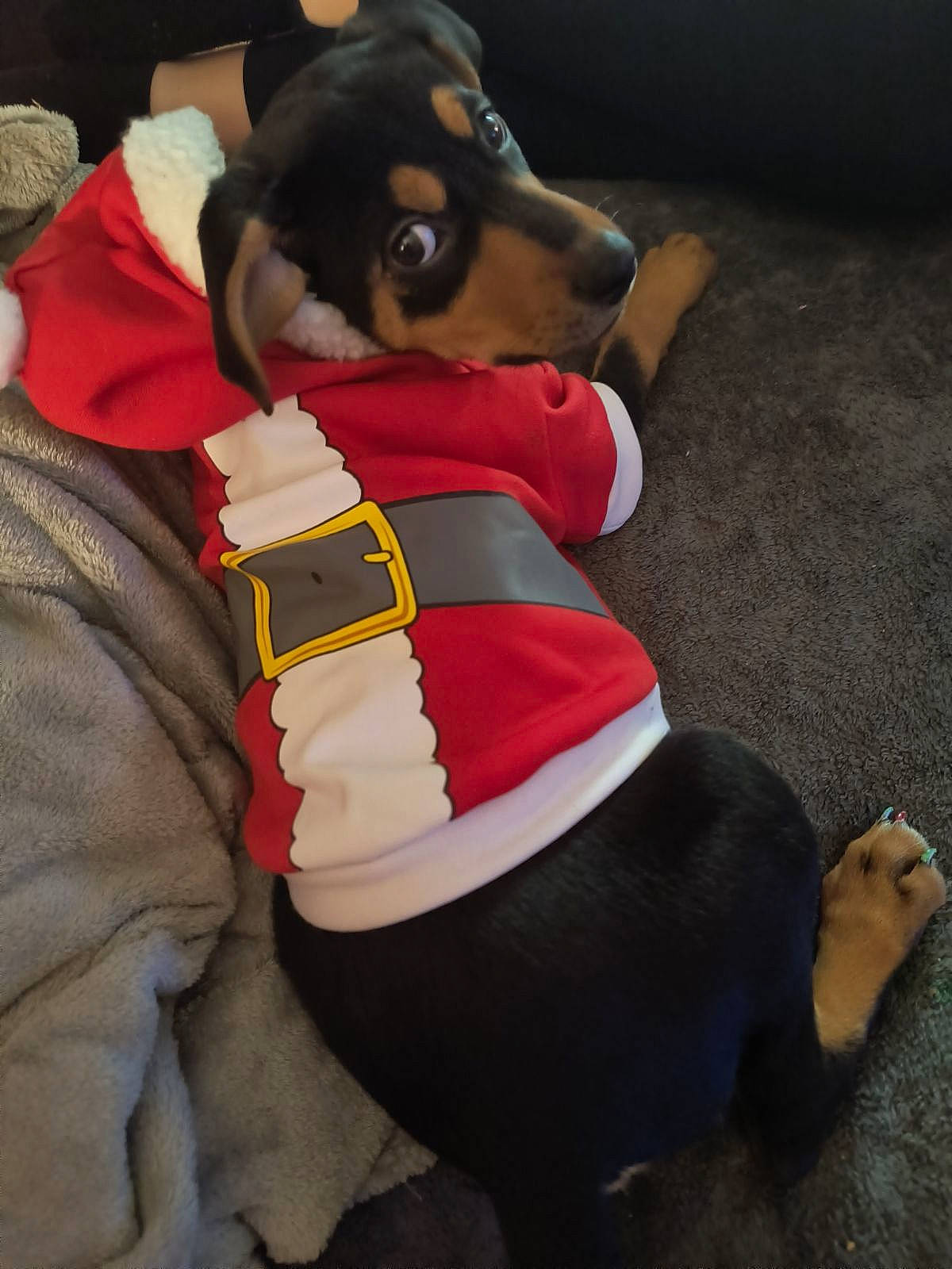 Bonnie is registered to the contest to win money with this photo: canidae, carmine, carnivore, companion_dog, costume_hat, dog, dog_breed, dog_clothes, dog_supply, fawn, fictional_character, fur, hat, mascot, plush, sleeve, snout, sporting_group, stuffed_toy, working_animal