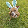 dog, bunny_ears, grass, outdoor, pet, animal, brown_dog, costume, cute, ears, funny, canine, playful, nature, portrait, sitting, daylight, greenery, adorable, expression