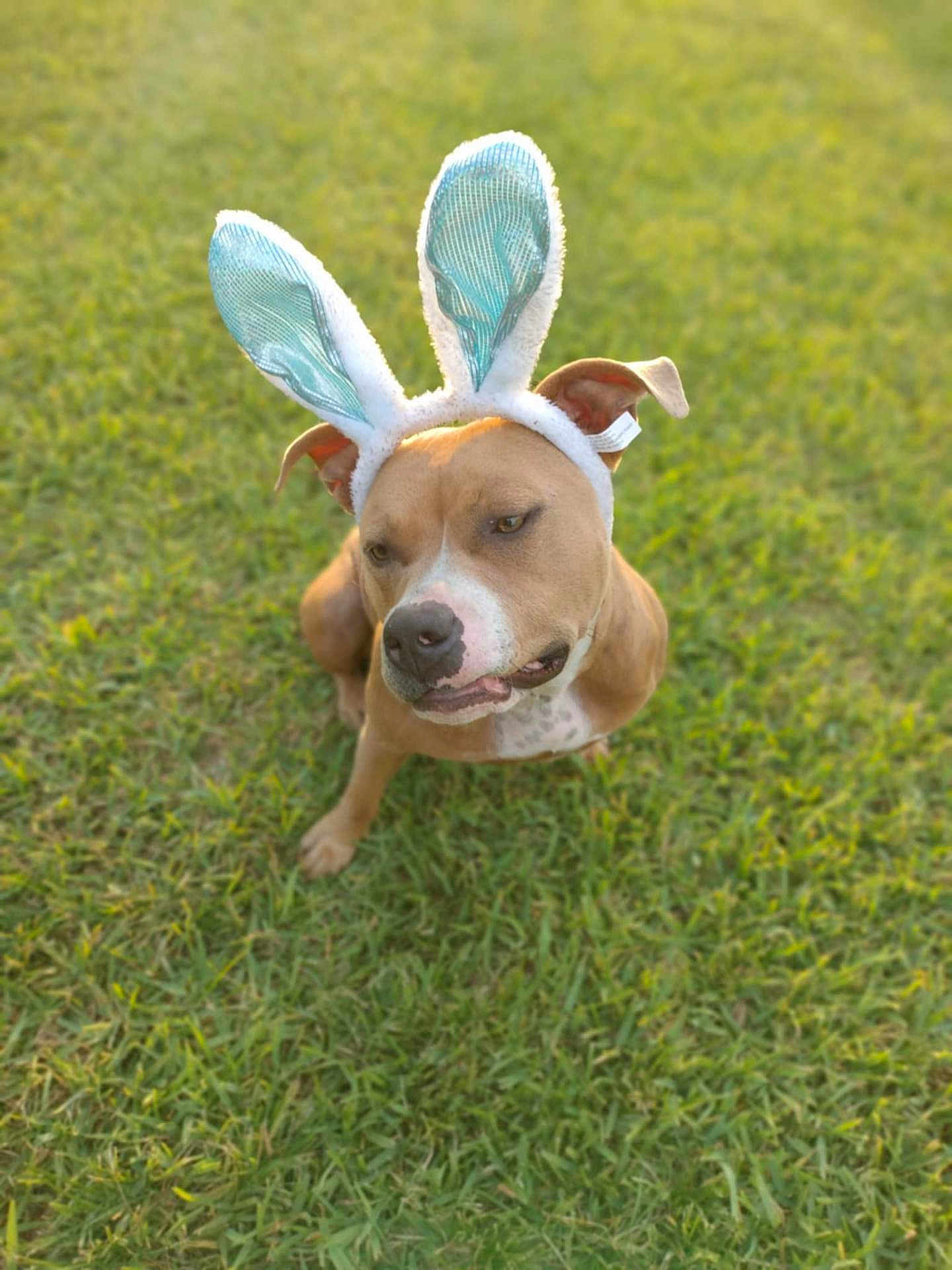 Razzel joined the competition — help win amazing prizes! dog, bunny_ears, grass, outdoor, pet, animal, brown_dog, costume, cute, ears, funny, canine, playful, nature, portrait, sitting, daylight, greenery, adorable, expression