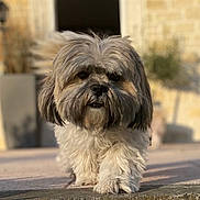 Lilo participe au concours pour gagner de l'argent avec cette photo : dog, small_dog, shaggy_dog, fluffy, long_hair, black_and_white, brown, pet, animal, portrait, outdoor, stone_steps, brick_building, house, doorway, warm_lighting, standing, front_view, furry, companion