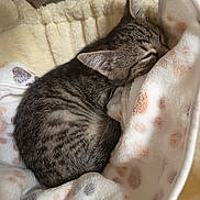 Skittles participe au concours pour gagner de l'argent avec cette photo : kitten, tabby, sleeping, pet_bed, blanket, cozy, fur, animal, cute, resting, indoor, comfort, young, small, striped, close_up, domestic_cat, feline, soft, peaceful