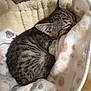 kitten, tabby, sleeping, pet_bed, blanket, cozy, fur, animal, cute, resting, indoor, comfort, young, small, striped, close_up, domestic_cat, feline, soft, peaceful