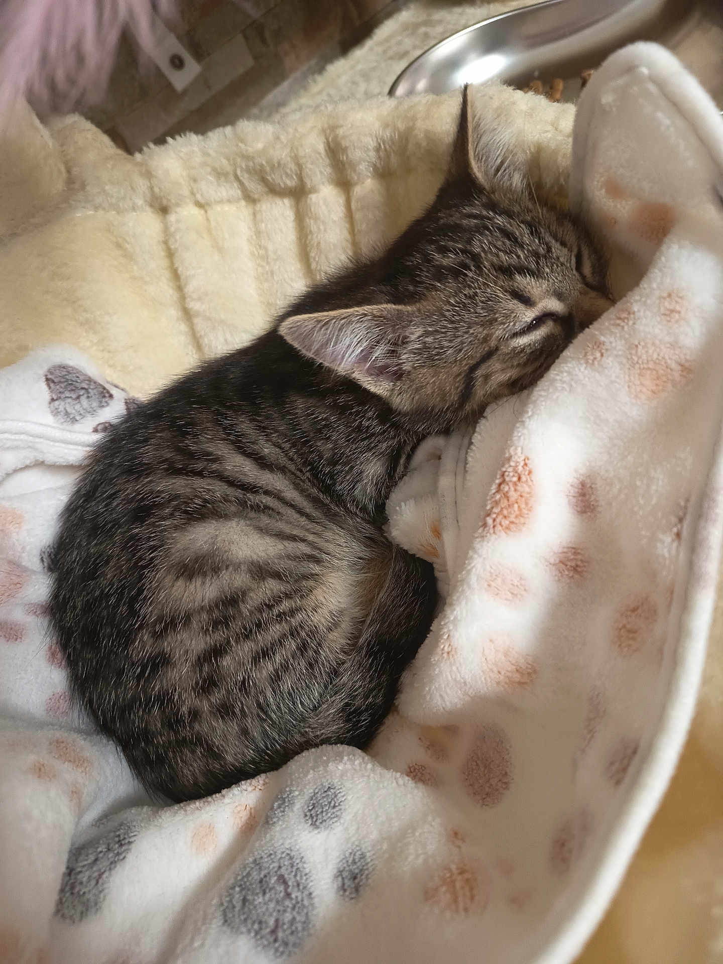 Skittles participe au concours pour gagner de l'argent avec cette photo : kitten, tabby, sleeping, pet_bed, blanket, cozy, fur, animal, cute, resting, indoor, comfort, young, small, striped, close_up, domestic_cat, feline, soft, peaceful