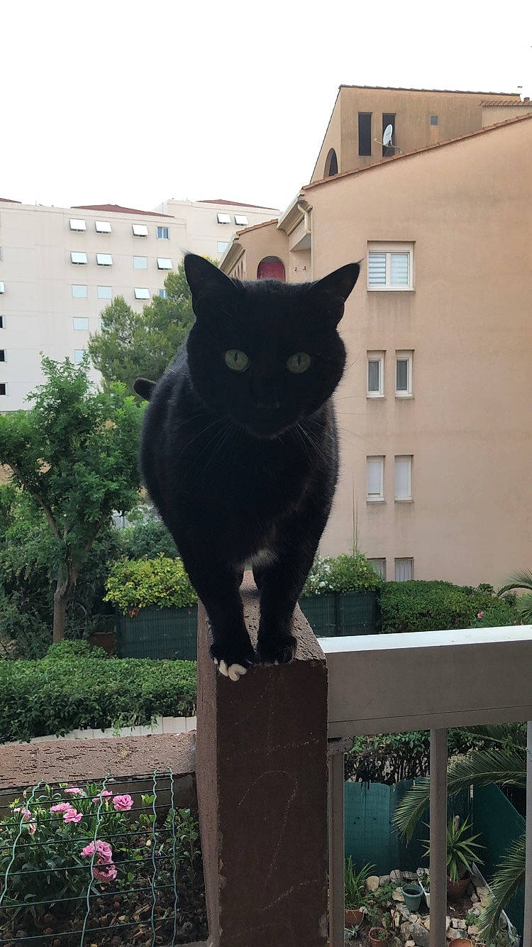 Diablo a rejoint le concours — aidez-le/la à gagner de superbes lots ! asian, black_cat, bombay, burmese, carnivore, cat, chartreux, domestic_short_haired_cat, felidae, korat, small_to_medium_sized_cats, tail, whiskers