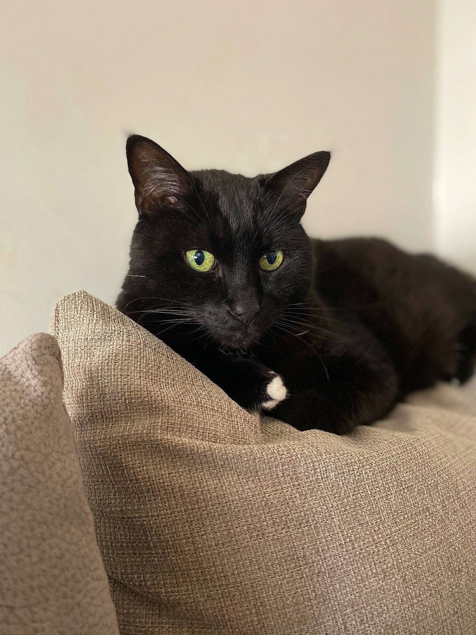 Diablo a rejoint le concours — aidez-le/la à gagner de superbes lots ! asian, black, black_cat, bombay, burmese, carnivore, cat, domestic_short_haired_cat, ear, eye, felidae, fur, kitten, korat, mammal, small_to_medium_sized_cats, whiskers