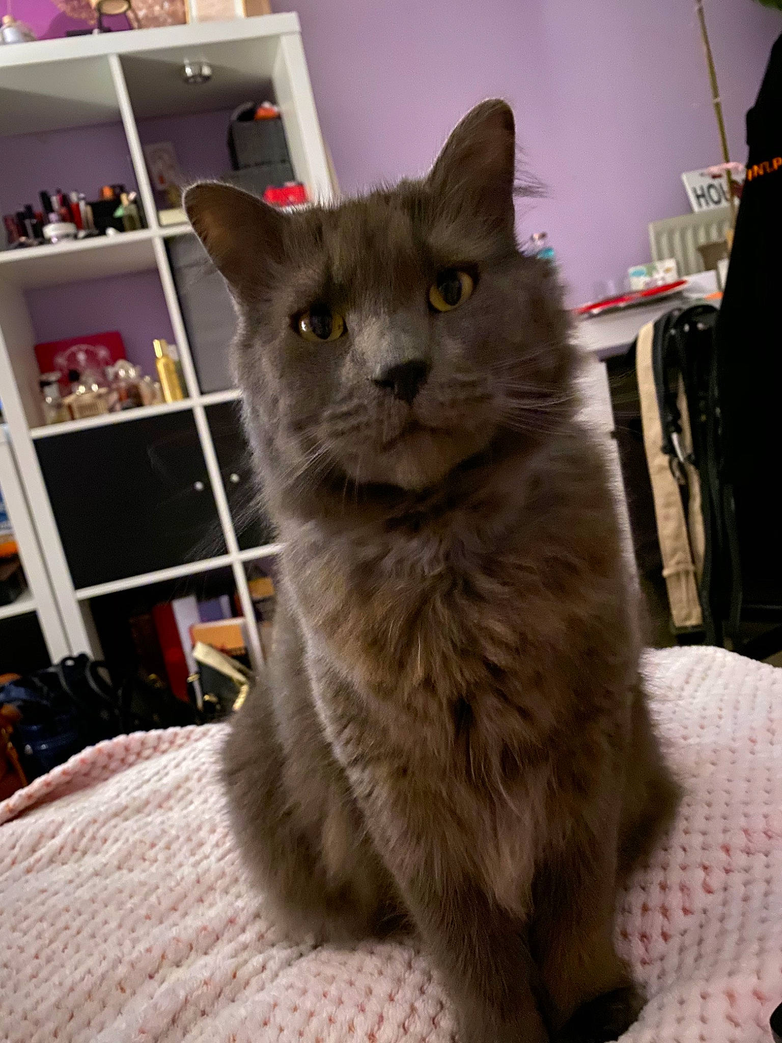 Lilou a rejoint le concours — aidez-le/la à gagner de superbes lots ! asian, asian_semi_longhair, british_longhair, british_semi_longhair, carnivore, cat, chartreux, cymric, domestic_long_haired_cat, domestic_short_haired_cat, felidae, german_rex, kitten, korat, mammal, nebelung, russian_blue, small_to_medium_sized_cats, vertebrate, whiskers