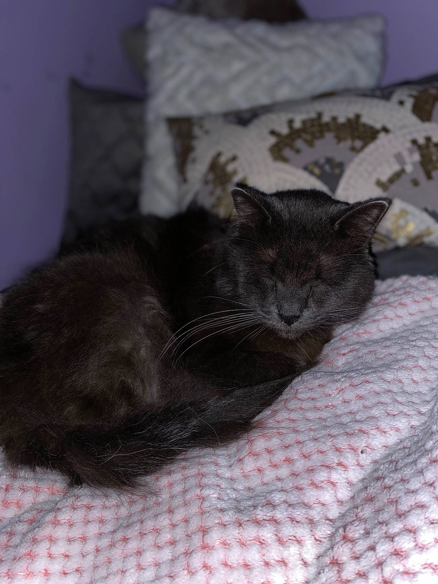Lilou a rejoint le concours — aidez-le/la à gagner de superbes lots ! bed, bed_sheet, black_cat, carnivore, cat, domestic_short_haired_cat, felidae, fur, kitten, nebelung, room, small_to_medium_sized_cats, whiskers