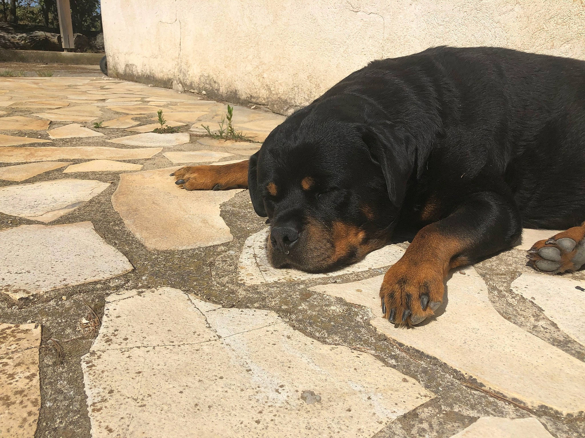 Roc participe au concours pour gagner de l'argent avec cette photo : canidae, carnivore, companion_dog, dog, dog_breed, fawn, gaddi_kutta, hunting_dog, mammal, molosser, rottweiler, snout, sporting_group, street_dog, vertebrate, working_dog