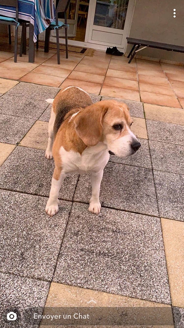 Biloue participe au concours pour gagner de l'argent avec cette photo : american_foxhound, beagador, beagle, beagle_harrier, canidae, carnivore, companion_dog, dog, dog_breed, fawn, harrier, mammal, plummer_terrier, pocket_beagle, posavac_hound, rare_breed_dog, snout, sporting_group, tail, vertebrate