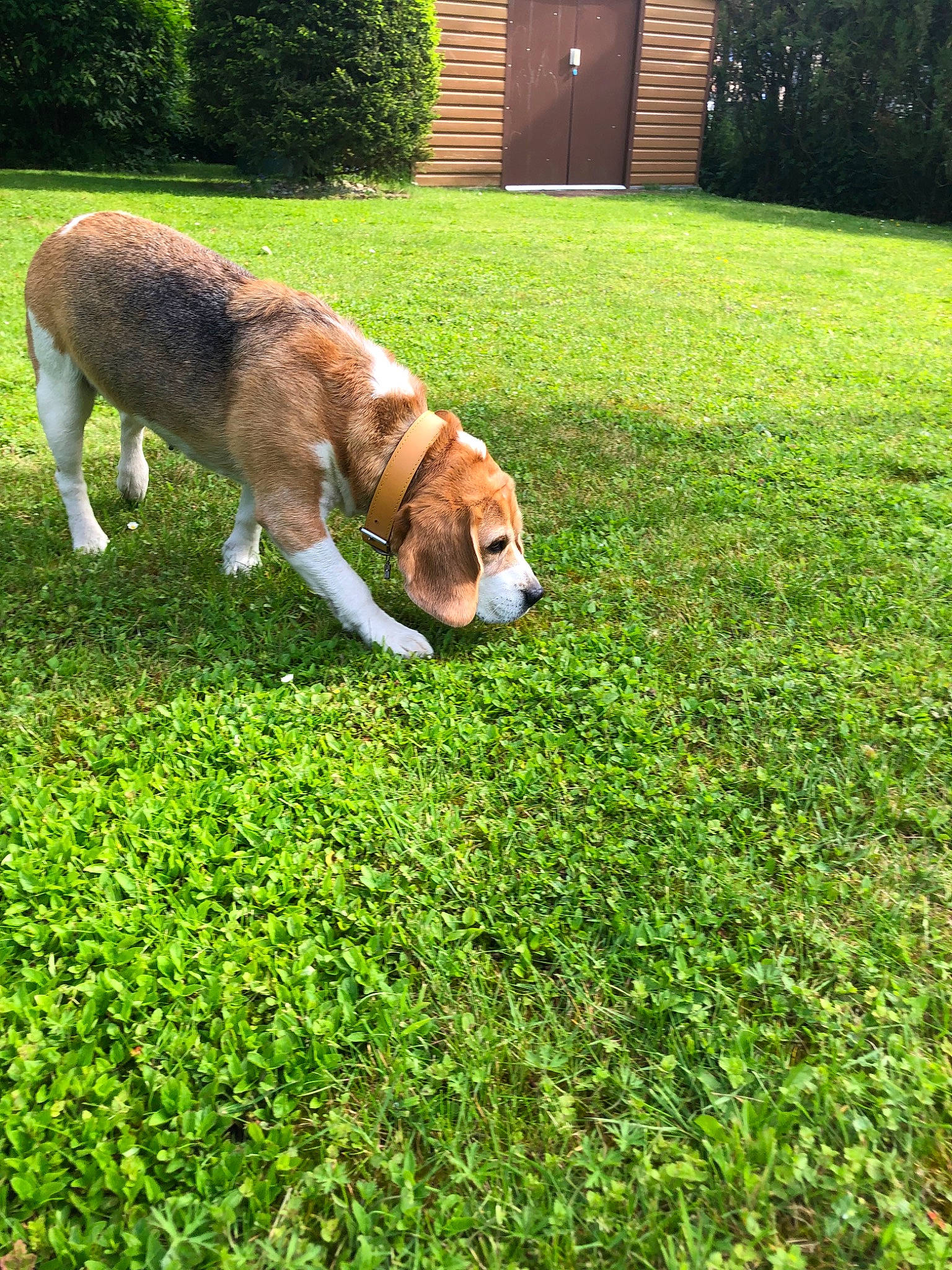 Biloue participe au concours pour gagner de l'argent avec cette photo : artificial_turf, canidae, carnivore, companion_dog, dog, dog_breed, flooring, grass, grass_family, green, lawn, mammal, plant, sporting_group, tail, vertebrate