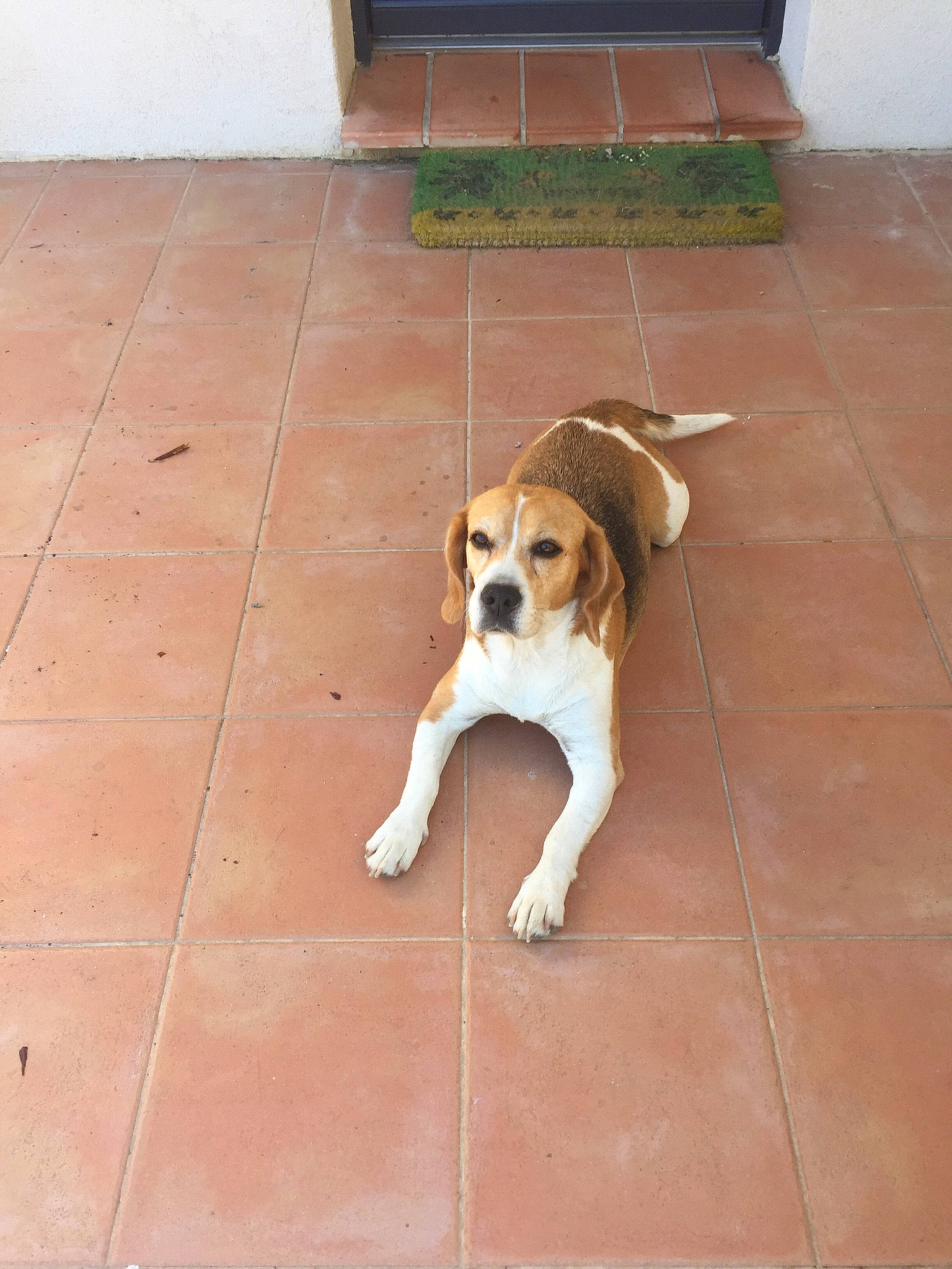 Biloue a rejoint le concours — aidez-le/la à gagner de superbes lots ! american_foxhound, beagle, beagle_harrier, canidae, carnivore, companion_dog, dog, dog_breed, fawn, floor, harrier, mammal, pocket_beagle, rafeiro_do_alentejo, rare_breed_dog, sporting_group, vertebrate