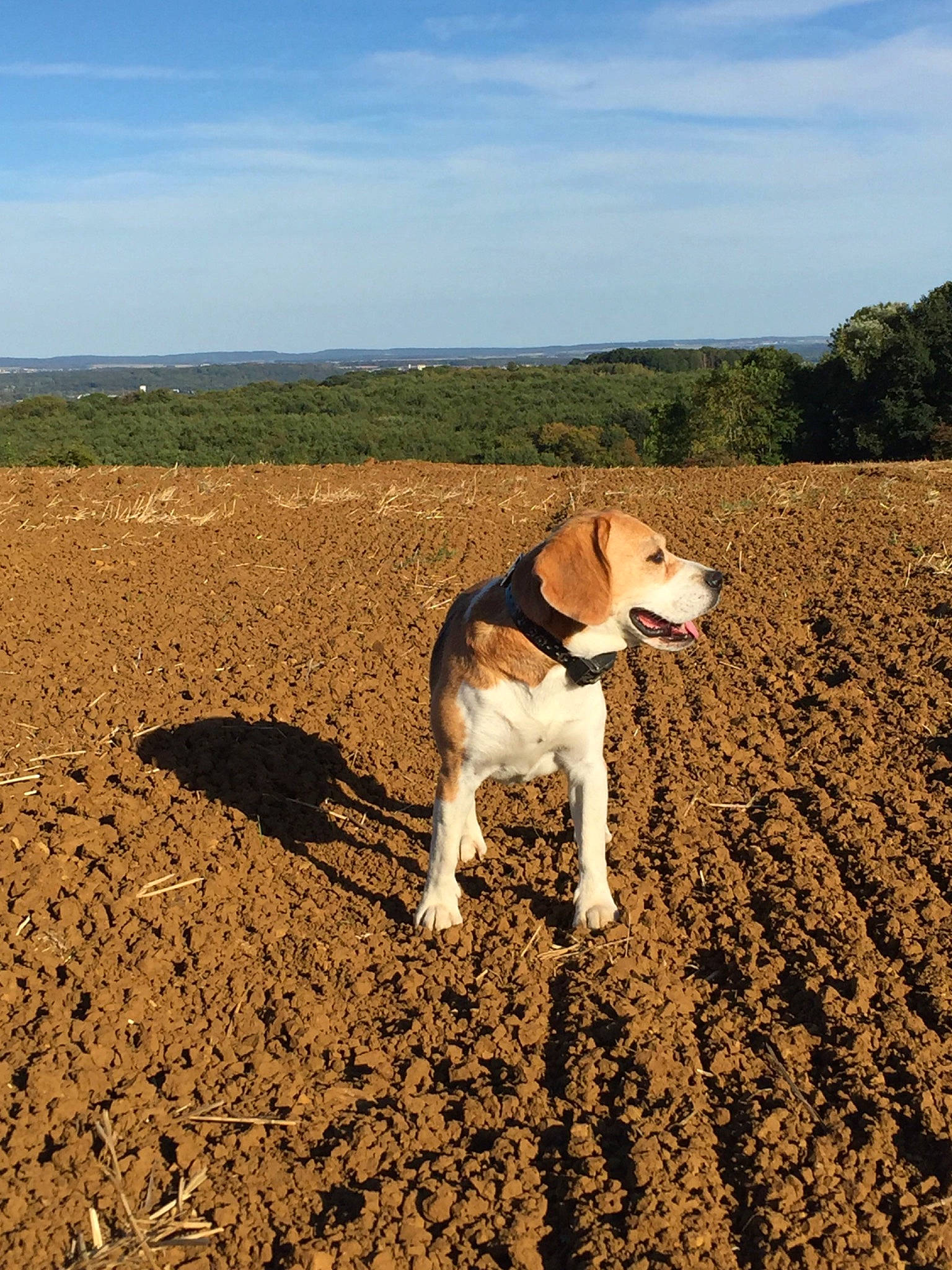 Biloue a rejoint le concours — aidez-le/la à gagner de superbes lots ! american_foxhound, beach, beagle, beagle_harrier, canidae, carnivore, dog, dog_breed, estonian_hound, field, harrier, hunting_dog, mammal, sand, soil, sporting_group