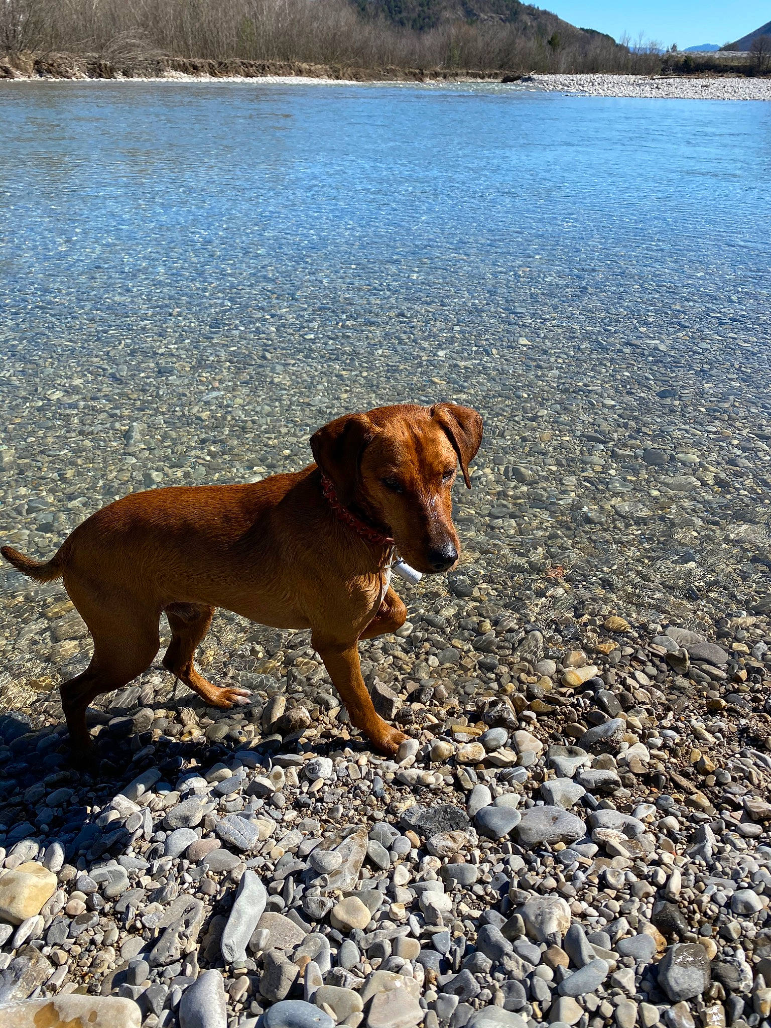 Dingo a rejoint le concours — aidez-le/la à gagner de superbes lots ! africanis, canidae, carnivore, dog, dog_breed, fawn, hound, hunting_dog, mammal, mountain_cur, rock, sporting_group, vertebrate, vizsla
