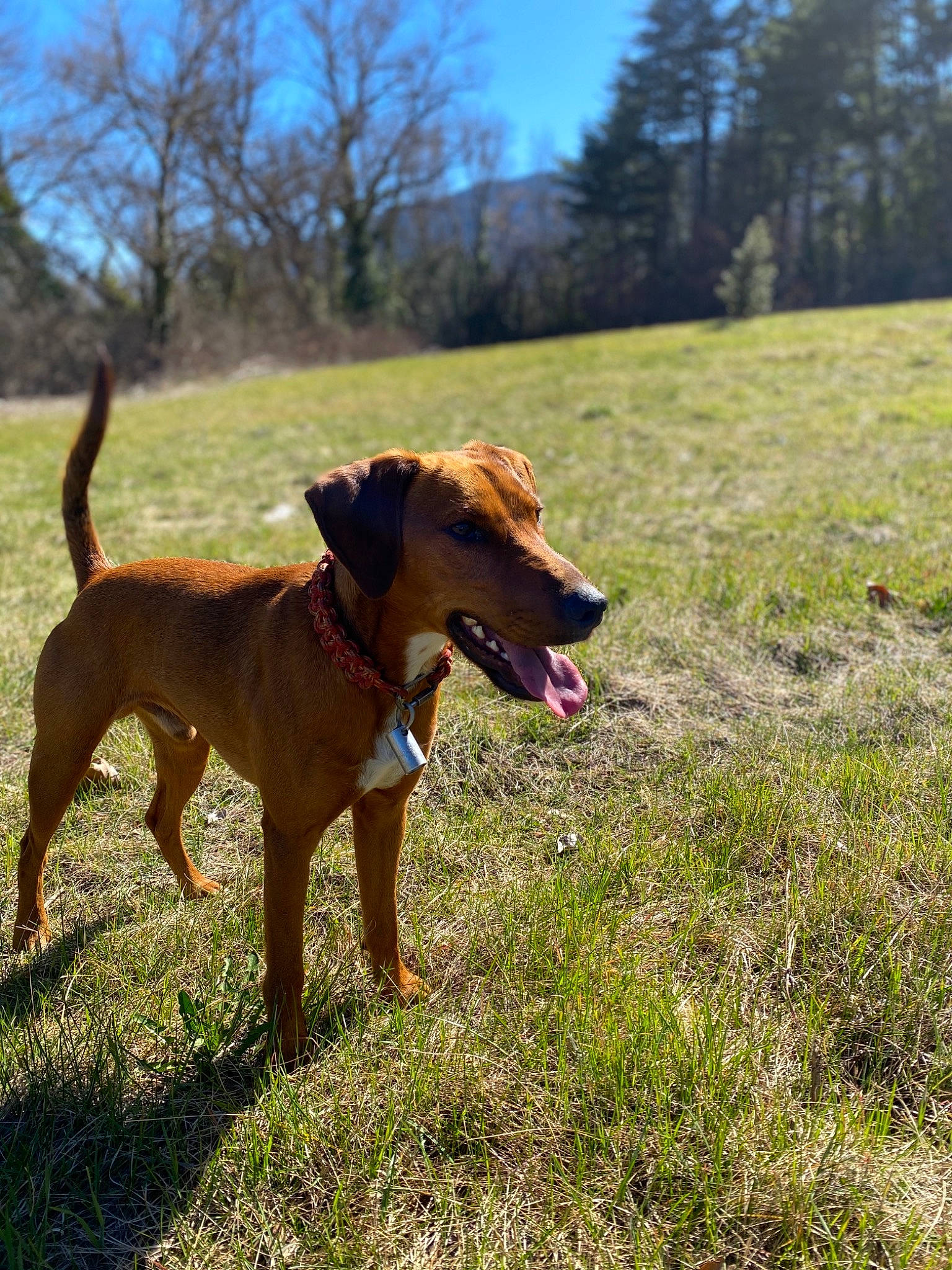 Dingo participe au concours pour gagner de l'argent avec cette photo : adventure, canidae, carnivore, dog, dog_breed, fawn, hound, hunting_dog, mammal, mountain_cur, patterdale_terrier, rare_breed_dog, rhodesian_ridgeback, sporting_group, vertebrate