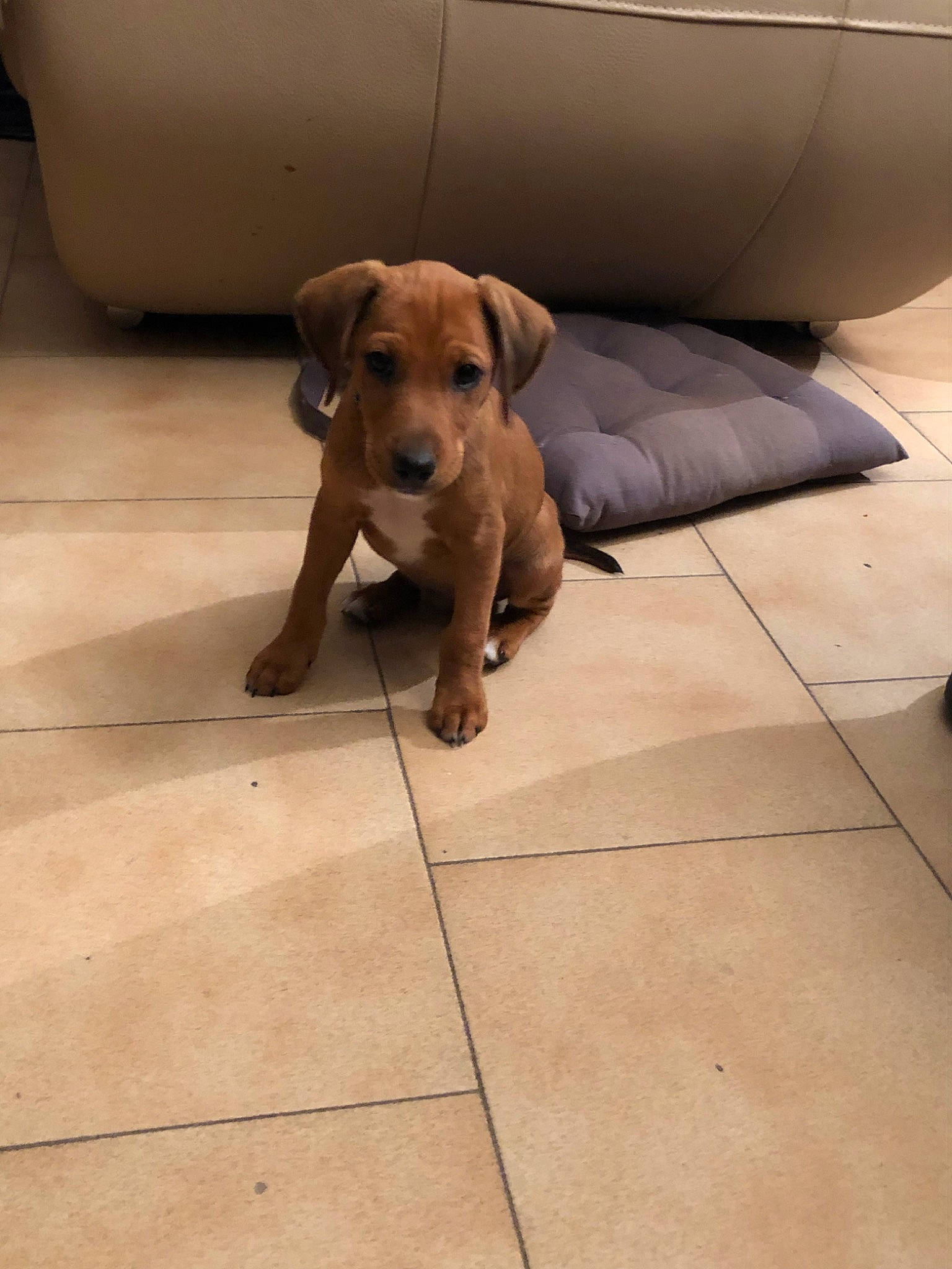 Dingo participe au concours pour gagner de l'argent avec cette photo : american_pit_bull_terrier, beagador, canidae, carnivore, companion_dog, dog, dog_breed, fawn, floor, flooring, mammal, pit_bull, puppy, rhodesian_ridgeback, snout, sporting_group, vertebrate