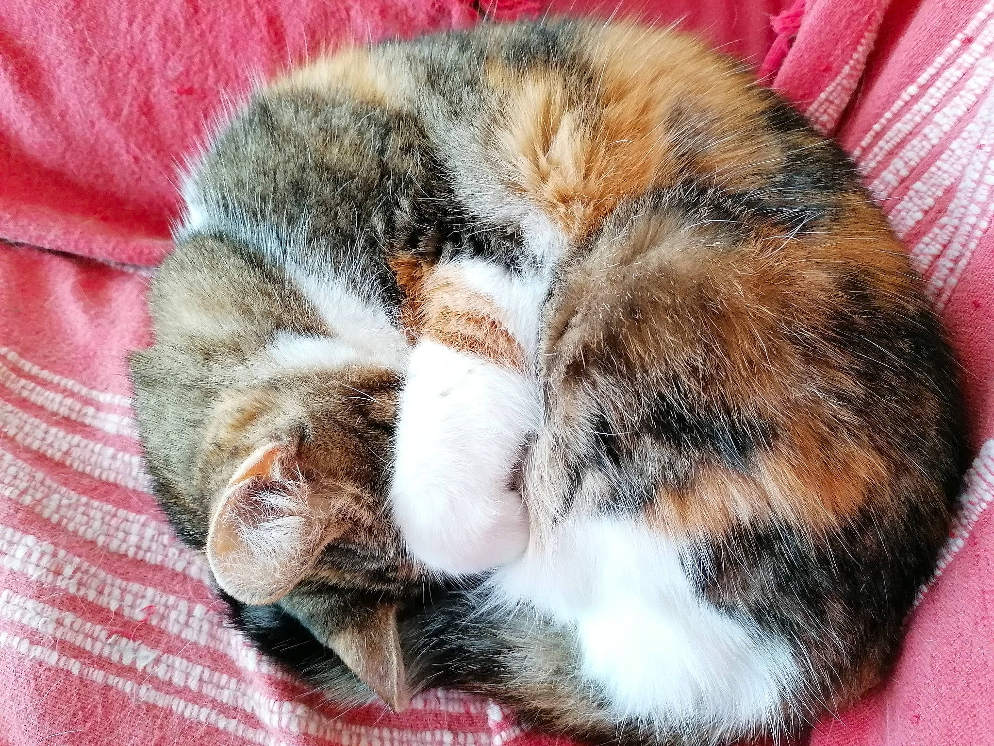 Zya participe au concours pour gagner de l'argent avec cette photo : brown, carnivore, cat, comfort, domestic_short_haired_cat, fawn, felidae, fur, grass, nap, paw, sleep, small_to_medium_sized_cats, snout, tail, terrestrial_animal, whiskers