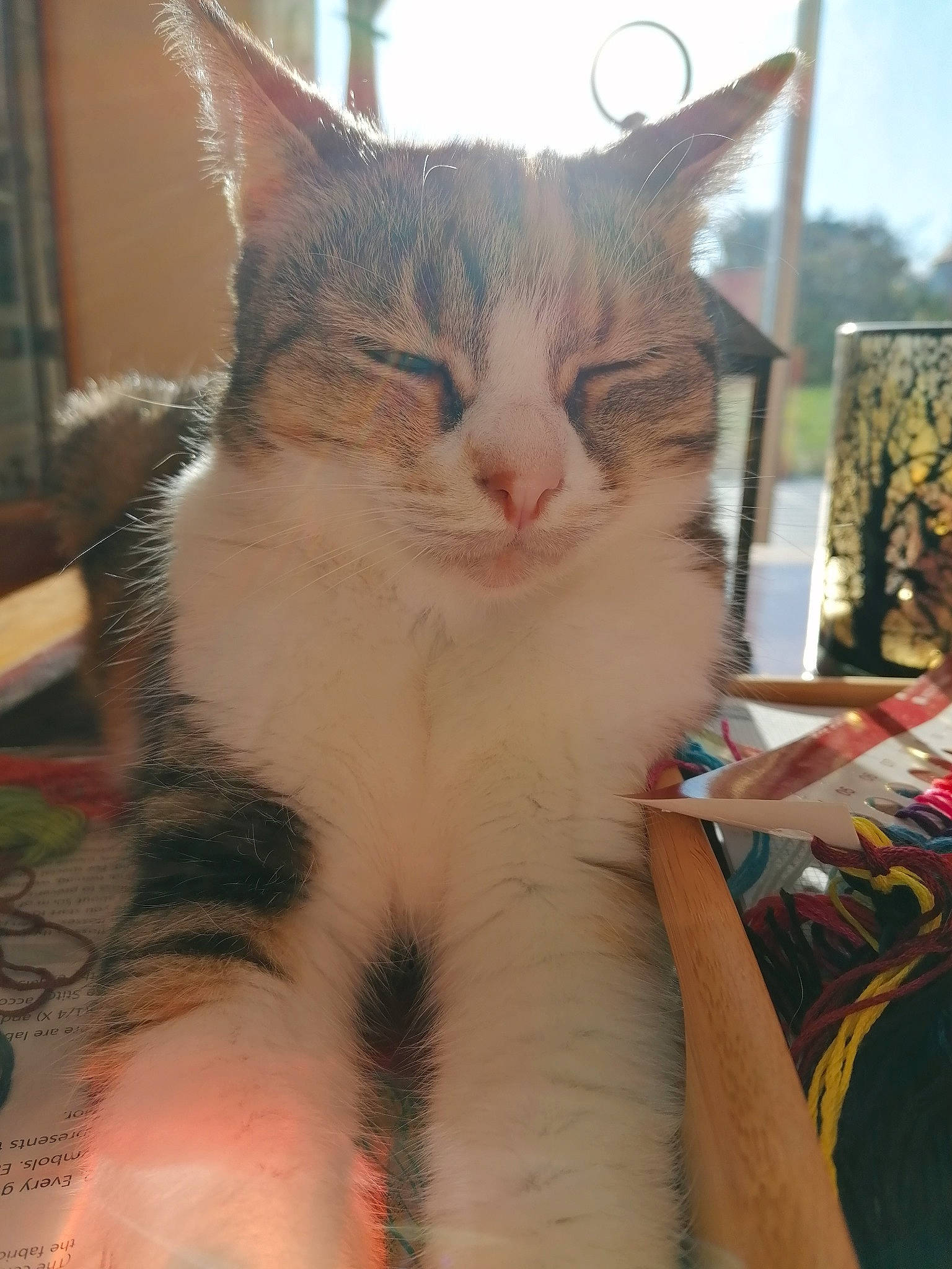 Zya participe au concours pour gagner de l'argent avec cette photo : carnivore, cat, domestic_short_haired_cat, ear, eye, fawn, felidae, fur, hair, head, iris, leg, nose, paw, small_to_medium_sized_cats, snout, tail, tree, whiskers, window