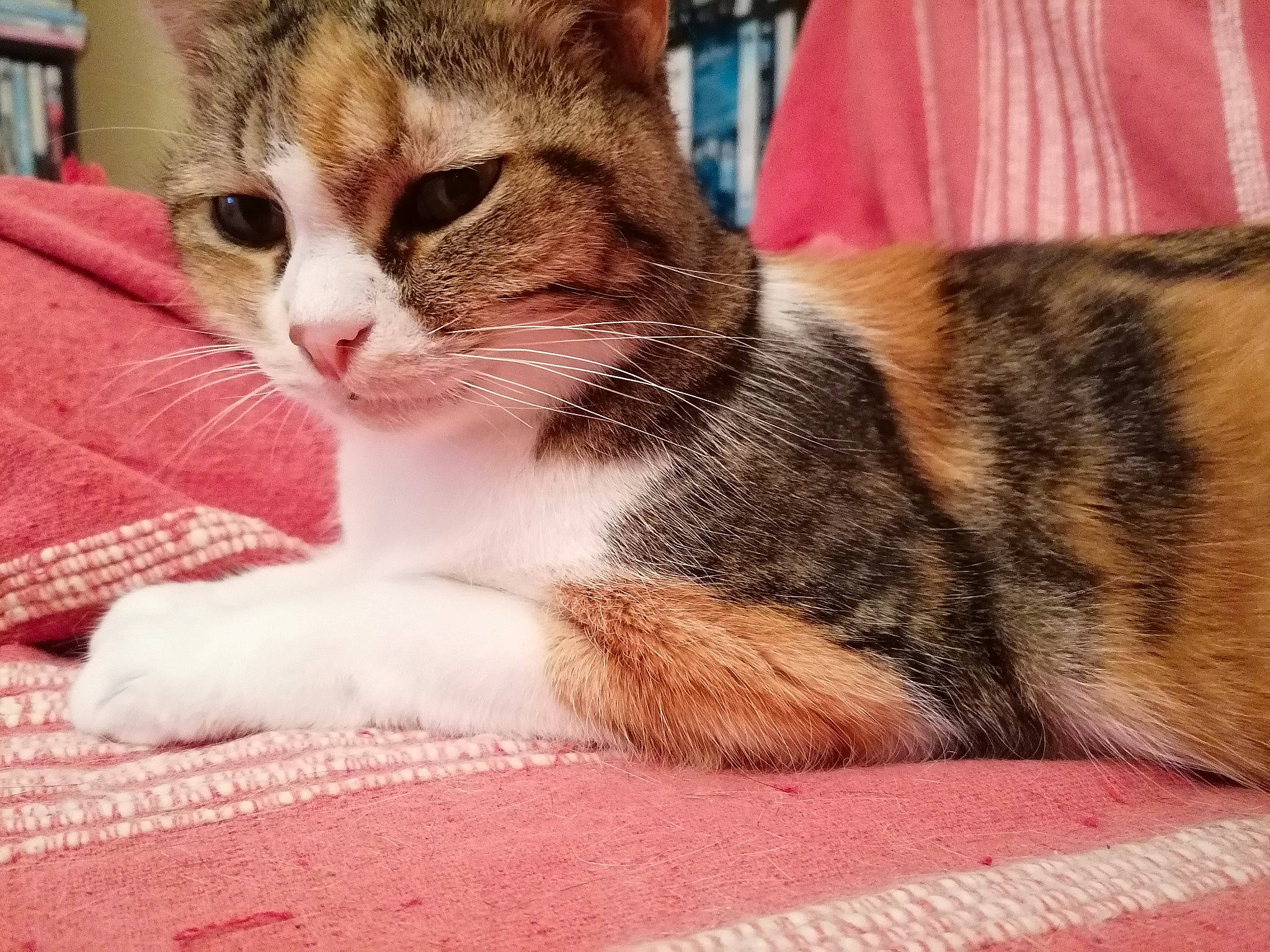 Zya participe au concours pour gagner de l'argent avec cette photo : carnivore, cat, claw, comfort, domestic_short_haired_cat, felidae, fur, human_leg, metal, paw, sitting, small_to_medium_sized_cats, snout, whiskers, window