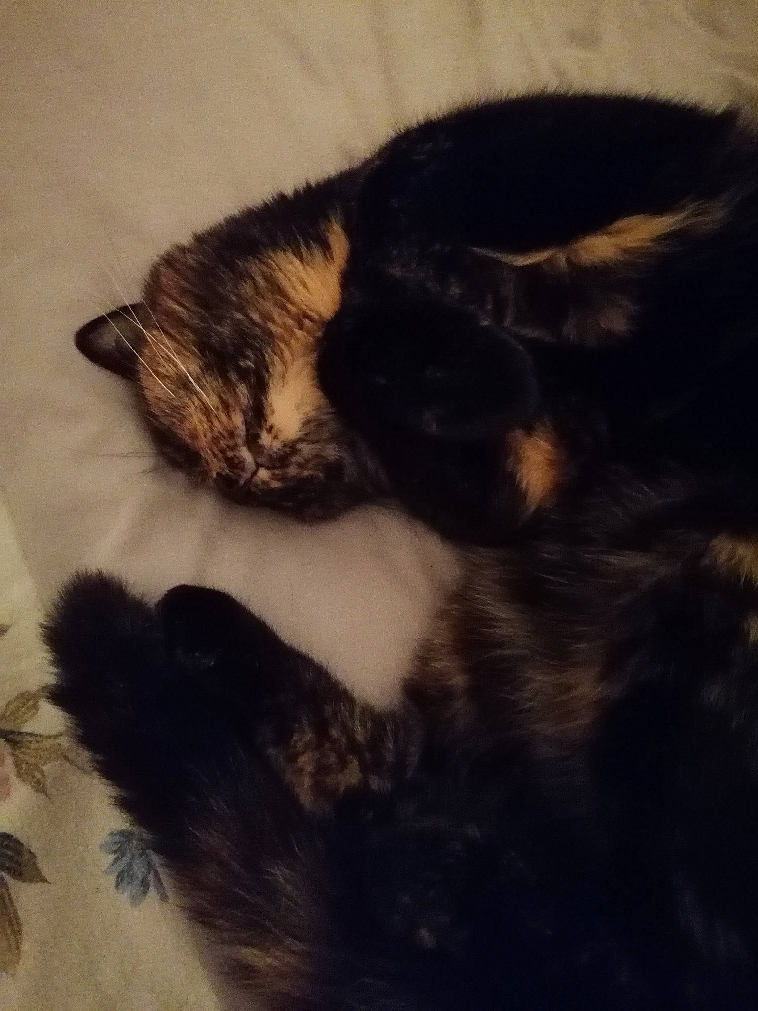 Zina a rejoint le concours — aidez-le/la à gagner de superbes lots ! carnivore, cat, claw, cloud, comfort, domestic_short_haired_cat, ear, felidae, fur, meteorological_phenomenon, nap, paw, sky, sleep, small_to_medium_sized_cats, snout, tail, tints_and_shades, whiskers, wood