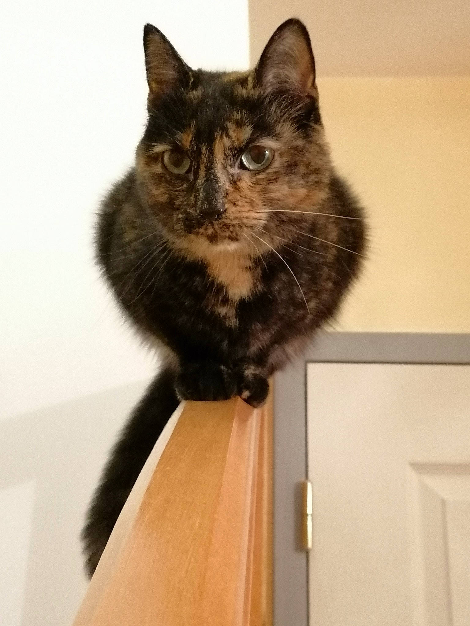 Zina a rejoint le concours — aidez-le/la à gagner de superbes lots ! black_cat, carnivore, cat, cat_supply, domestic_short_haired_cat, felidae, fur, paw, sitting, small_to_medium_sized_cats, snout, tail, terrestrial_animal, whiskers, window, wood