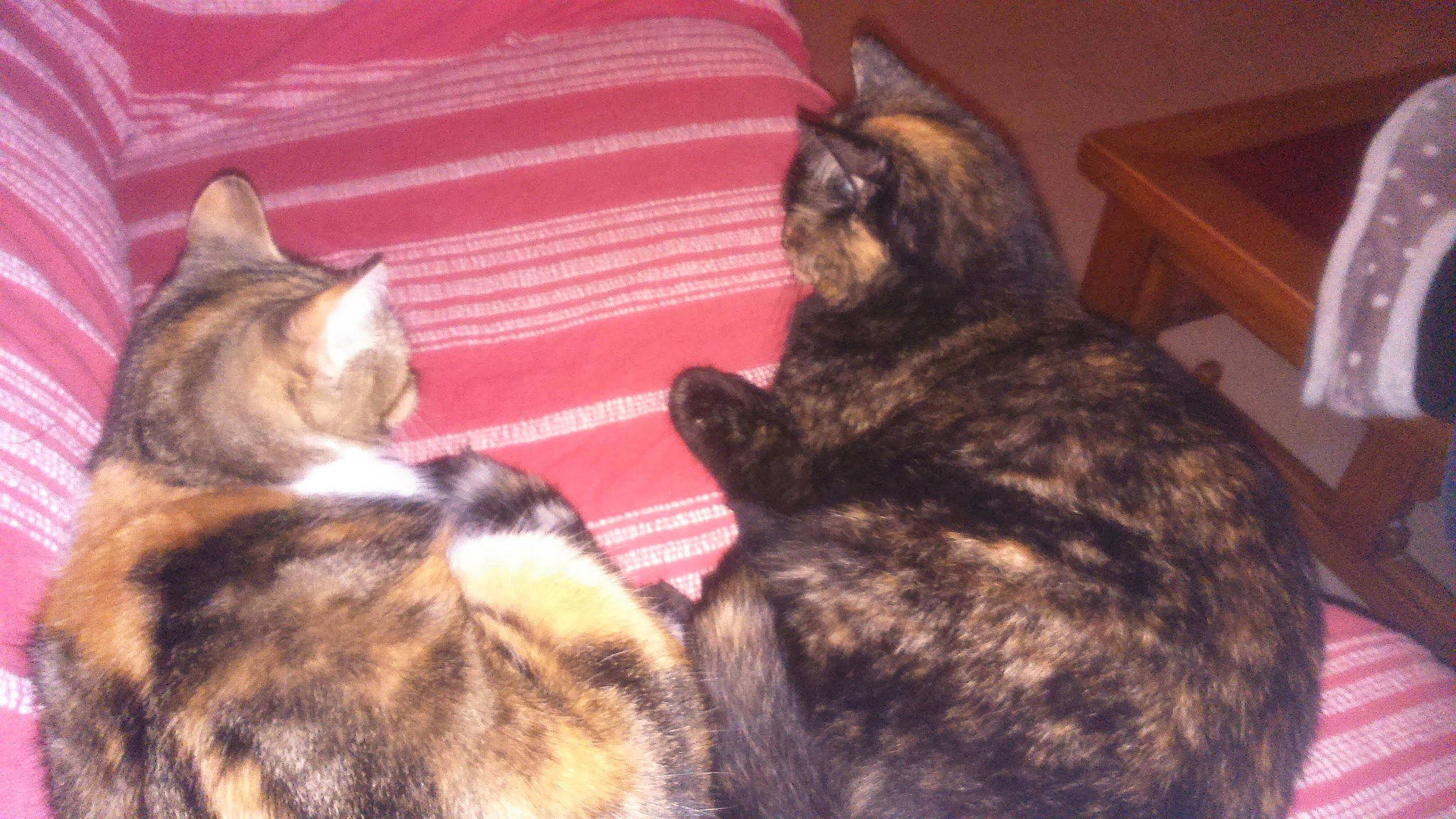 Zina participe au concours pour gagner de l'argent avec cette photo : brown, carnivore, cat, comfort, domestic_short_haired_cat, felidae, fur, natural_material, paw, small_to_medium_sized_cats, snout, tail, terrestrial_animal, whiskers